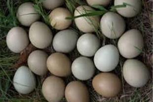 دلیل کمبود عرضه مرغ و تخم مرغ