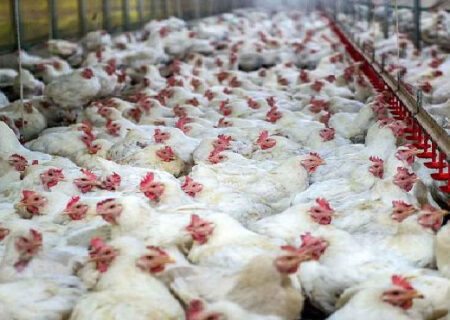 طرح آمایش واحدهای مرغداری