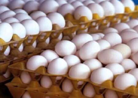 احتمال افزایش قیمت تخم مرغ
