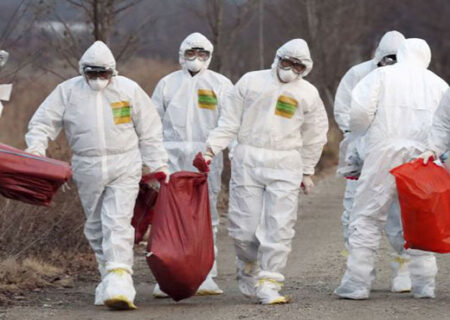 فصل آنفلوانزای پرندگان نزدیک است