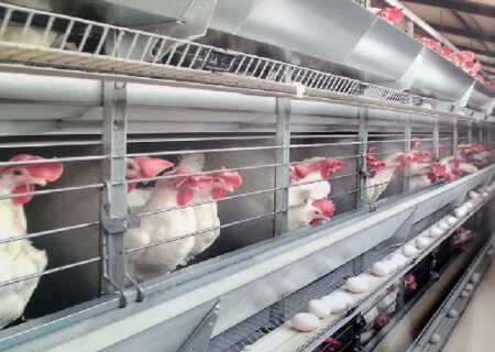 دولت اجازه صادرات تخم‌مرغ را بدهد