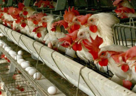 داد مرغداران بلند شد