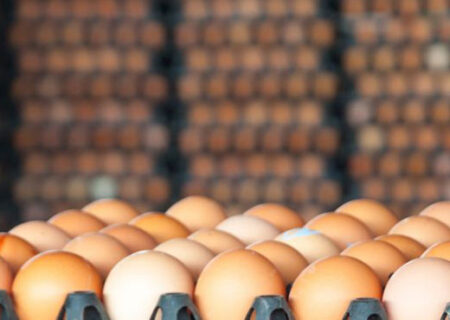 کمبودی در تولید تخم مرغ نداریم