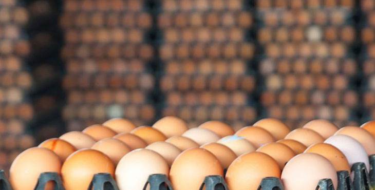 منطقی بودن افزایش قیمت تخم مرغ