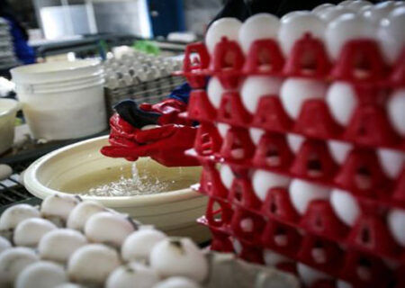 ۲۰۰۰ تن تخم مرغ برای تنظیم بازار