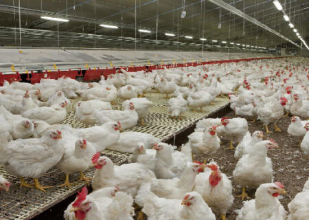 صنعت مرغداری قم آماده مقابله با آنفلوانزا
