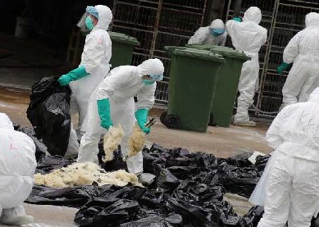 تائید آنفلوانزای فوق حاد پرندگان