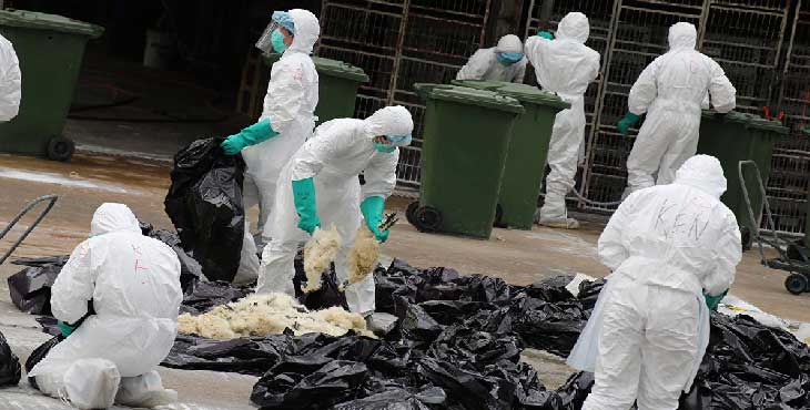 تائید آنفلوانزای فوق حاد پرندگان