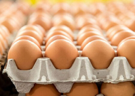 ۲۰۰ تن تخم مرغ وارد کشور شد