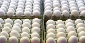 تخم مرغ با قیمت تضمینی از مرغداران خریداری می شود