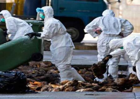 تخم مرغ‌هایی که در نطفه خفه شدند