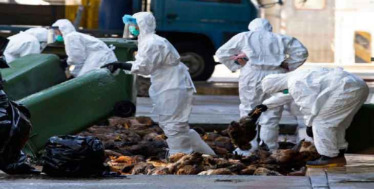 تخم مرغهایی که در نطفه خفه شدند