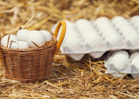 تخم مرغ ارزان شد/ افزایش تولید، دلیل اصلی کاهش قیمت