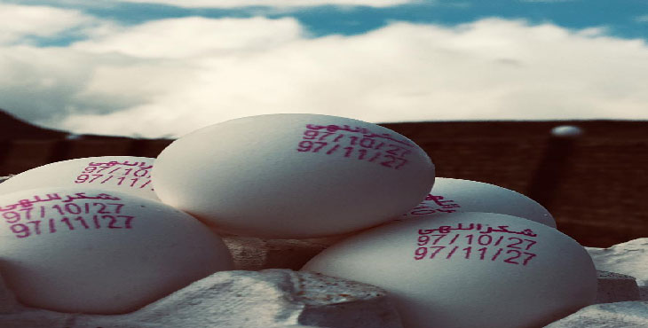 آغاز جمعآوری تخممرغ مازاد،قیمت حدود ١٠٠٠ تومان افزایش یافت