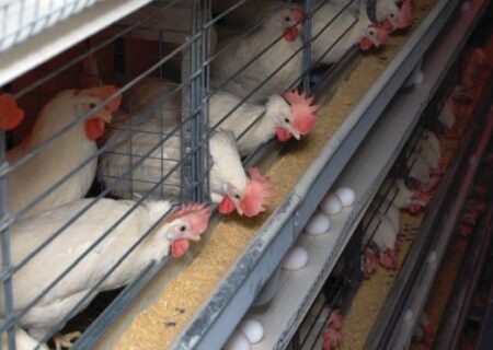 تلاش تولیدکنندگان سویای آمریکا در بازپس گیری بازار خود در چین