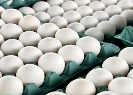 بلاتکلیفی طرح خرید تخم مرغ مازاد