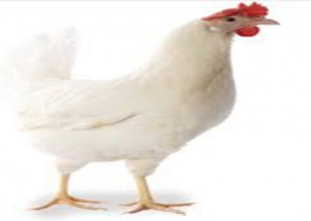 همکاری اتحادیه میهن در کشتار مرغهای تخمگذار در پایان دوره