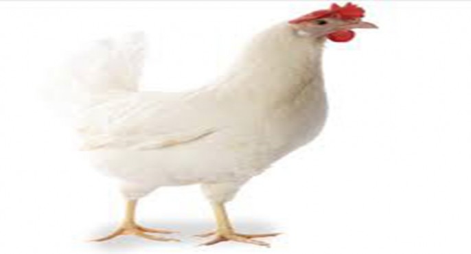 همکاری اتحادیه میهن در کشتار مرغهای تخمگذار در پایان دوره