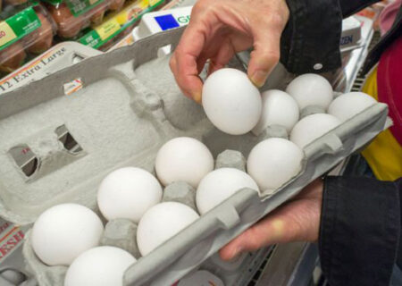 صادرات تخم مرغ ، هنوز رفع ممنوعیت نشده است