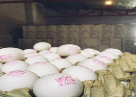 نیمی از تخم‌مرغ تولیدی قم به خارج از استان صادر می‌شود