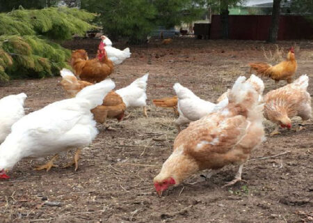 تخم مرغ های آبی