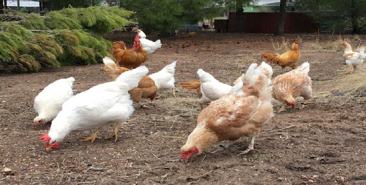 تخم مرغ های آبی