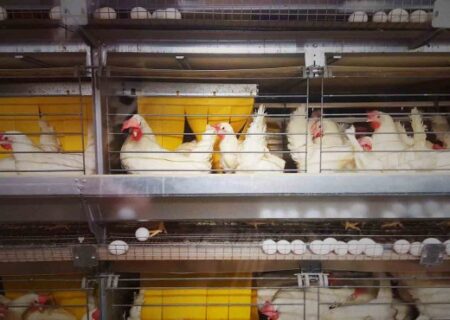 هشدار دامپزشکی برای افزایش تلفات دام و طیور