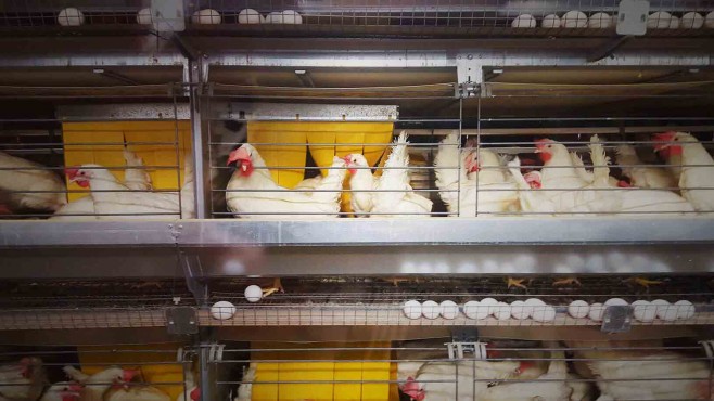 هشدار دامپزشکی برای افزایش تلفات دام و طیور