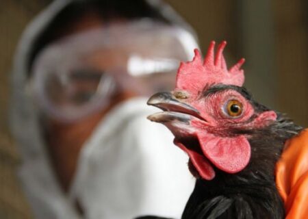 آنفلوآنزای فوق حاد پرندگان در کلیبر مشاهده شد.