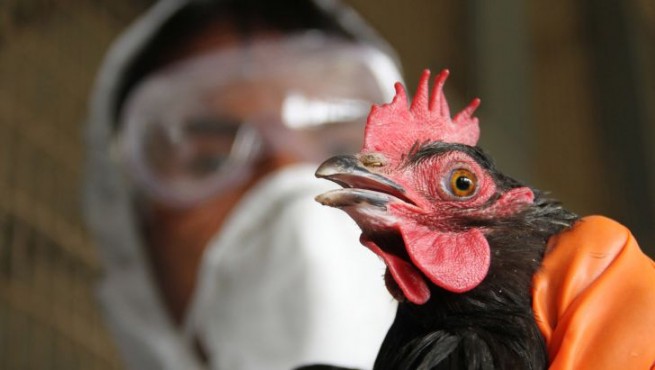 آنفلوآنزای فوق حاد پرندگان در کلیبر مشاهده شد.