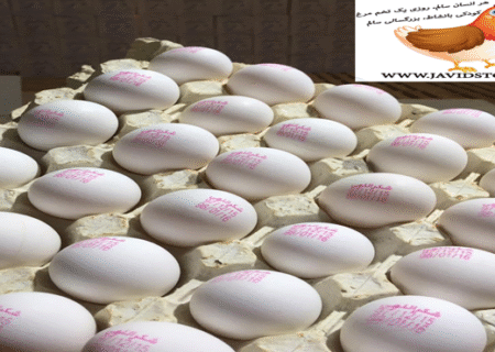 قیمت تخم مرغ کاهش یافت.