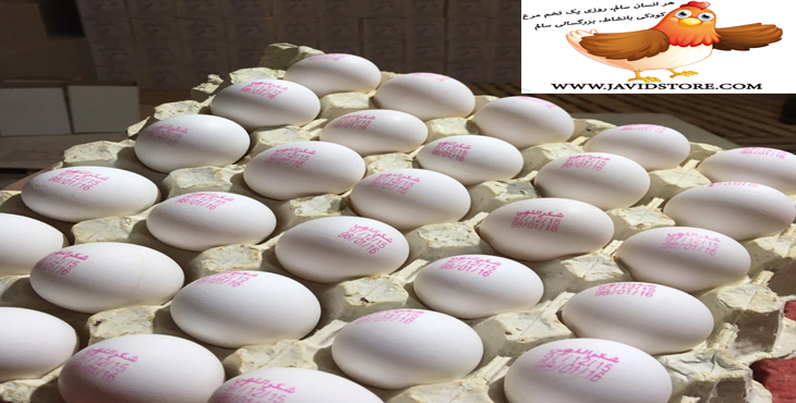 قیمت تخم مرغ کاهش یافت.