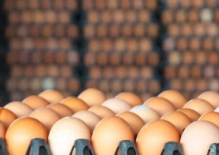 صادرات روزانه ۱۵۰ تن تخم مرغ به عراق