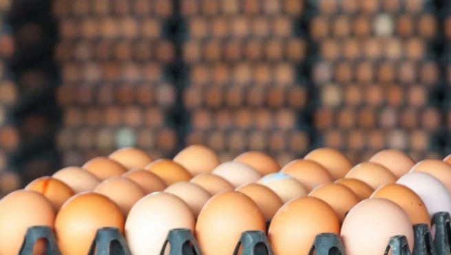 صادرات روزانه ۱۵۰ تن تخم مرغ به عراق