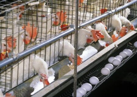 تولید ماهانه ۹۰ هزار تن تخم‌مرغ در کشور