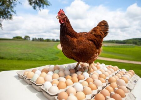 مرغداران قمی پیشتاز تولید و صادرات تخم‌مرغ