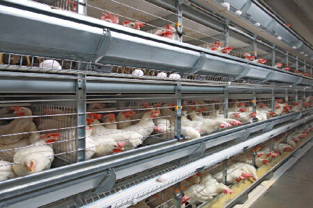 زیان مرغداران تخمگذار سرسام آور است