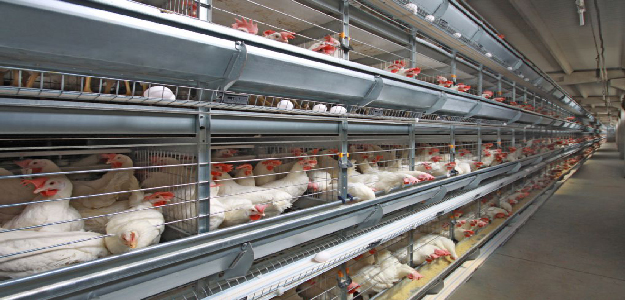 زیان مرغداران تخمگذار سرسام آور است