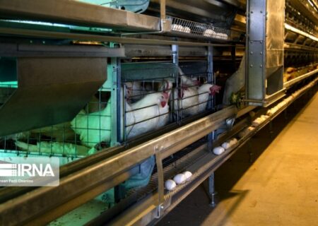 همدان از قطب‌های تولید تخم‌مرغ نطفه‌دار در کشور است.