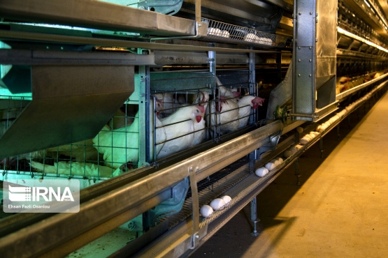 همدان از قطبهای تولید تخممرغ نطفهدار در کشور است.