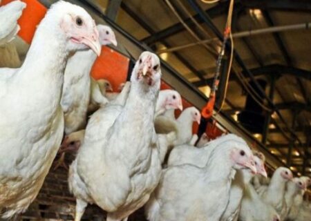 خطر آنفلوانزای پرندگان در کمین مزارع مرغداری‌هاست