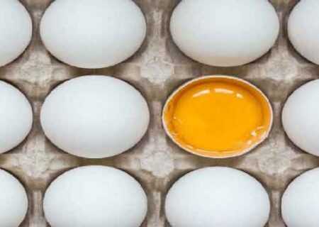 افزایش صادرات تخم مرغ از استان مرکزی