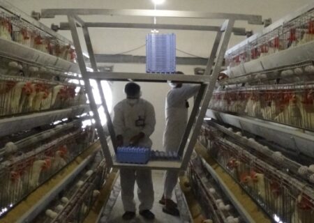 کاهش قیمت تخم مرغ نسبت به ماه گذشته