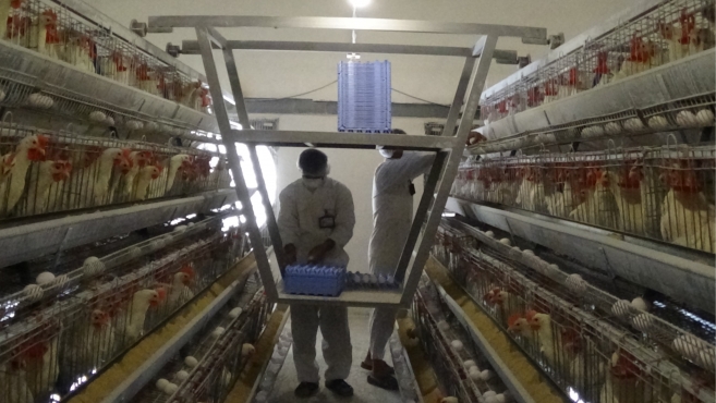 کاهش قیمت تخم مرغ نسبت به ماه گذشته