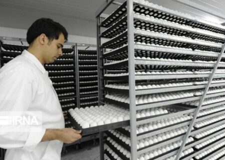 البرز یک هزار و ۵۸۸ تن تخم‌مرغ به عراق صادر کرد