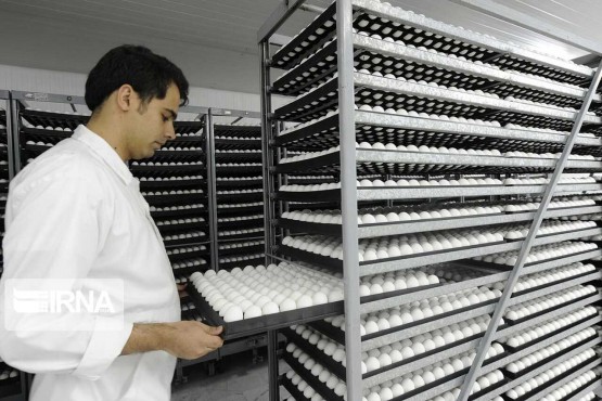 البرز یک هزار و ۵۸۸ تن تخممرغ به عراق صادر کرد