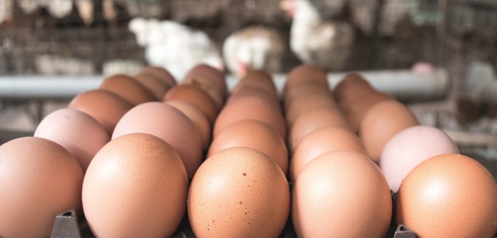 وضع قوانین جدید برای طیور تخم گذار انگلیس