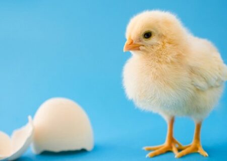 ممنوعیت حذف جوجه های زنده در فرانسه!