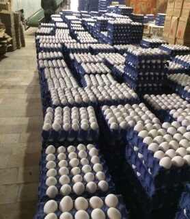 صادرات تخم مرغ از سرگرفته شد