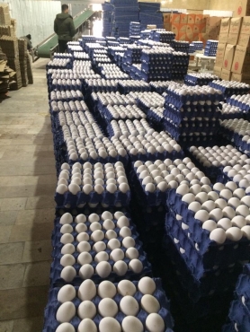 صادرات تخم مرغ از سرگرفته شد
